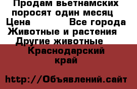 Продам вьетнамских поросят,один месяц › Цена ­ 3 000 - Все города Животные и растения » Другие животные   . Краснодарский край